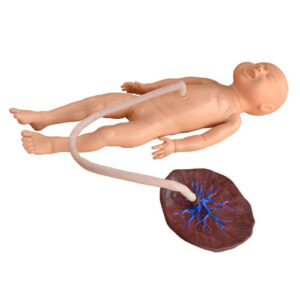 Advanced Neonate Umbilical Cord Nursing Model, XC-409C, ESMC, Xinch, China