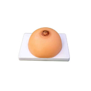 Lactation Training Model, XC-418B, ESMC, Xinch, China