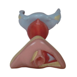Female Internal and External Genital Organs, XC-429, ESMC, Xinch, China