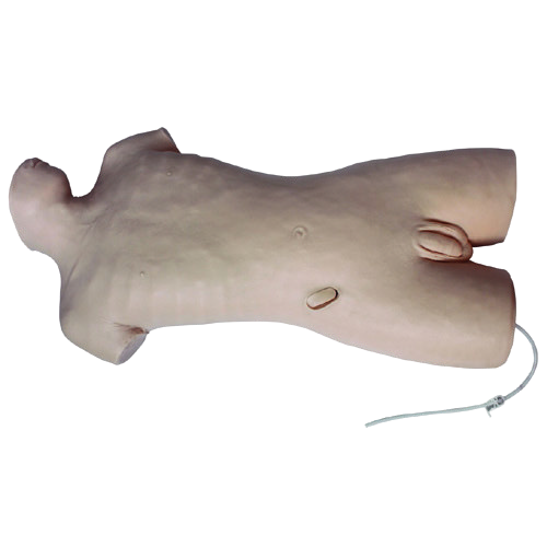 Whole Body Abdominal Puncture Model, XC-464A, ESMC, Xinch, China