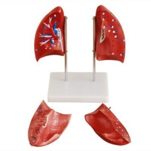 Lung Model, XC-321B, ESMC, Xinch Scientific, China