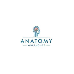 Anatomy warehouse charts and models