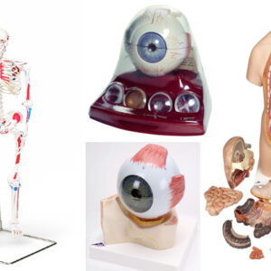 Anatomical Model