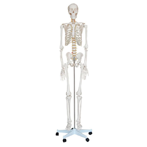 Life size skeleton 180cm tall, XC-101, ESMC, Xinch, China