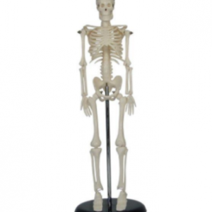 Mini Skeleton Model 45CM, XC-103, ESMC, Xinch, China