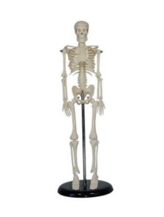 Mini Skeleton Model 45CM, XC-103, ESMC, Xinch, China