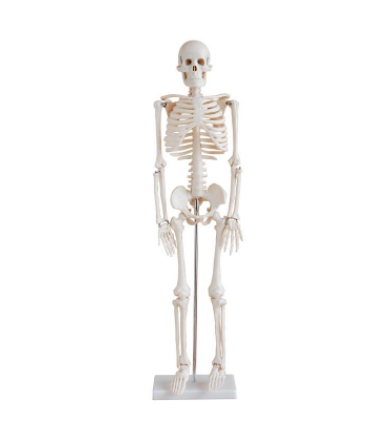 Skeleton Models 85cm, XC-102, ESMC, Xinch, China