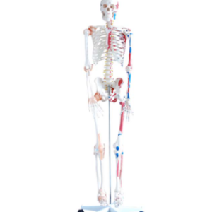 Skeleton with muscles and ligaments 180cm tall, XC-101A; Skeleton models