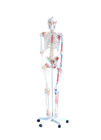 Skeleton with muscles and ligaments 180cm tall, XC-101A; Skeleton models