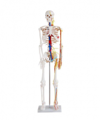Skeleton with nerves and blood vessels 85cm, XC-102B, ESMC, Xinch, China