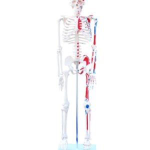 Skeleton with Painted Muscles 85cm, XC-102C, ESMC, Xinch, China