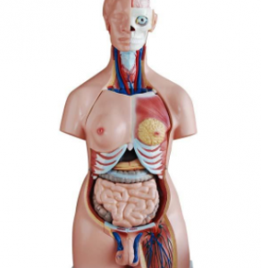 85CM Unisex Torso 40 Parts, XC-208, ESMC, Xinch, China