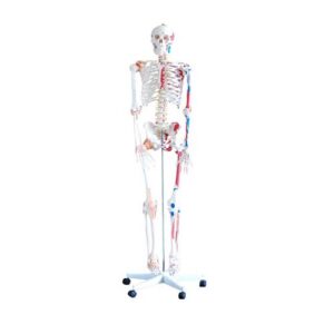 Skeleton with Muscles and Ligaments, XC-101A, ESMC, Xincheng Scientific, China