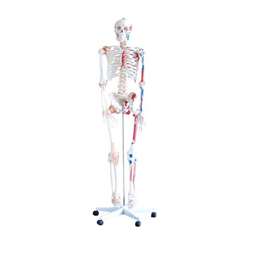 Skeleton with Muscles and Ligaments, XC-101A, ESMC, Xincheng Scientific, China