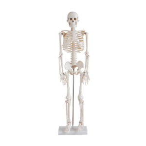 Skeleton 85 CM, ESMC, XC-102, Xincheng Scientific, China