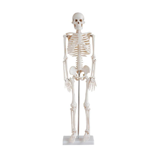 Skeleton 85 CM, ESMC, XC-102, Xincheng Scientific, China
