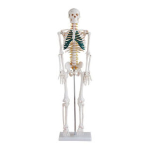 Skeleton with Spinal Nerves 85 CM, XC-102A, ESMC, Xincheng Scientific, China
