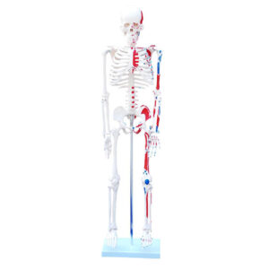 Skeleton with Painted Muscles 85cm, XC-102C, ESMC, Xinch, China