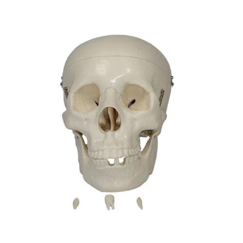 Life size skull, XC-104, ESMC, Xinch, China