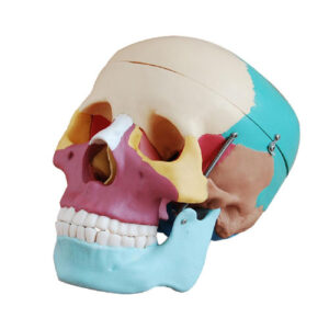 Life size skull with colored bones, XC-104C, ESMC, Xinch, China