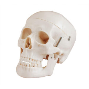 Deluxe life size skull style D, XC-104D, ESMC, Xinch, China