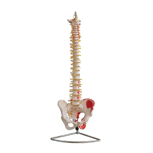 Vertebral Column with Pelvis and Painted Muscles, XC-105A, ESMC, Xinch, China