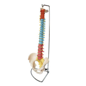 Didactic Vertebral Column with Pelvis, XC-105C, ESMC, Xinch, China