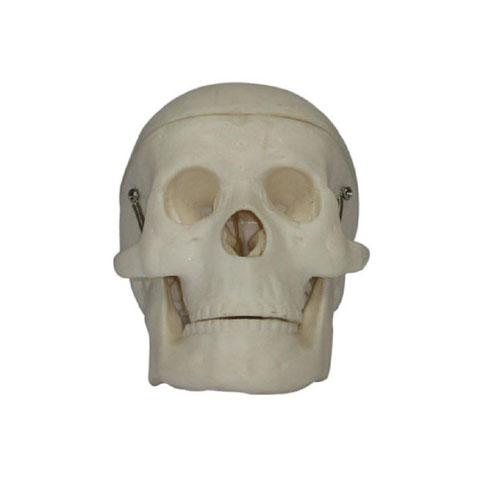 Miniature Plastic Skull, XC-106, ESMC, Xinch, China