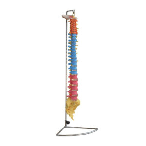 Didactic Vertebral Column, XC-107C, ESMC, Xinch, China