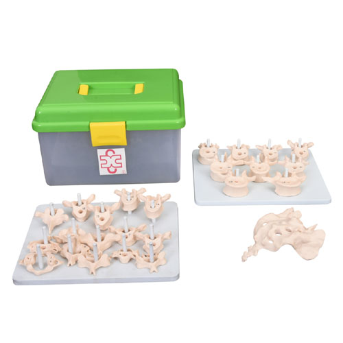 Life-Size Vertebral Column Disarticulate Model, XC-107D, ESMC, Xinch, China