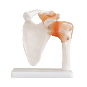 Life-Size Shoulder Joint, XC-109, ESMC, Xinch, China