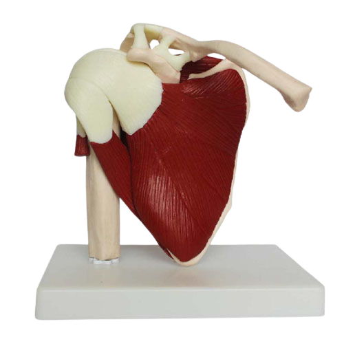 Life Size Muscled Shoulder Joint, XC-109A, ESMC, Xinch, China