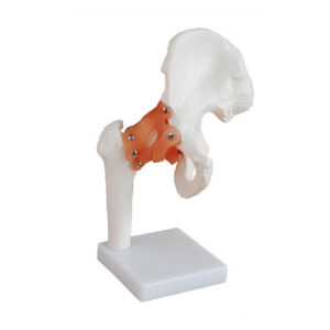 Life-Size Hip Joint, XC-110, ESMC, Xinch, China