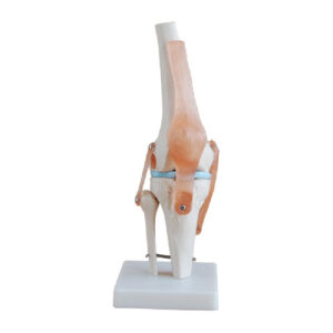 Life-Size Knee Joint, XC-111, ESMC, Xinch, China