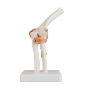 Life-Size Elbow Joint, XC-112, ESMC, Xinch, China