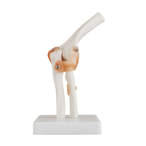 Life-Size Elbow Joint, XC-112, ESMC, Xinch, China