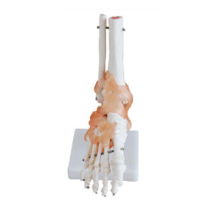 Life-Size Foot Joint with Ligaments, XC-113A, ESMC, Xinch, China