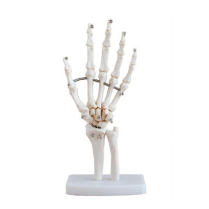 Life-Size Hand Joint, XC-114, ESMC, Xinch, China