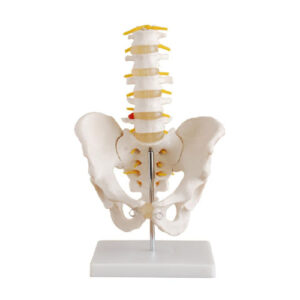Life-Size Pelvis with 5pcs Lumbar Vertebrae, XC-115, ESMC, Xinch, China