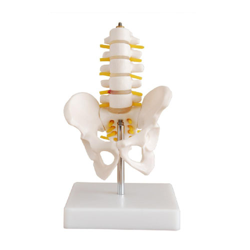 Half-Size Pelvis with 5pcs Lumbar Vertebrae, XC-115A, ESMC, Xinch, China