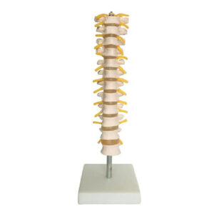 Thoracic Spinal Column, XC-120, ESMC, Xinch, China