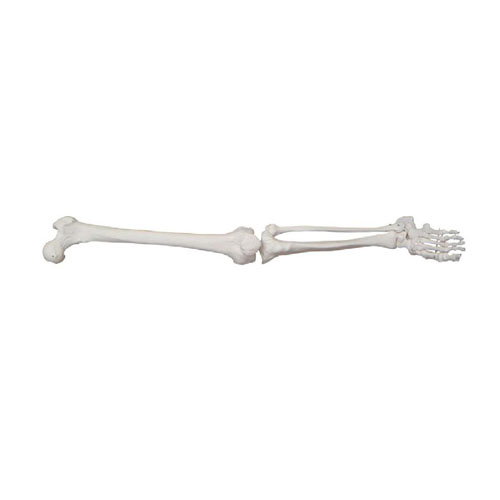 Life size lower extremity, XC-122, ESMC, Xinch, China