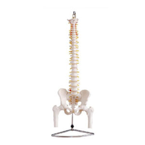 Life-Size Vertebral Column with Pelvis and Femur Heads, XC-126, ESMC, Xinch, China