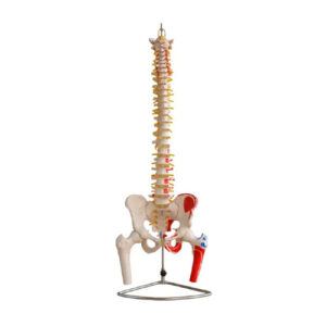 Vertebral Column with Pelvis and Femur Heads and Painted Muscles, XC-126A, ESMC, Xinch, China