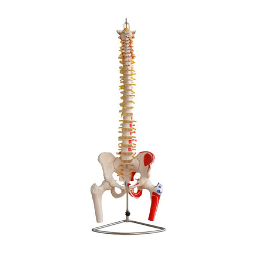 Vertebral Column with Pelvis and Femur Heads and Painted Muscles, XC-126A, ESMC, Xinch, China