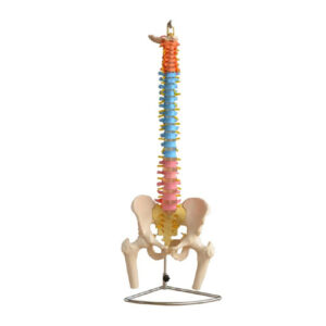 Didactic Vertebral Column with Pelvis and Femur Heads, XC-126C, ESMC, Xinch, China