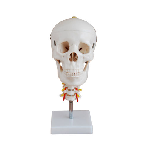 Skull with Cervical Spine, XC-135, ESMC, Xinch, China
