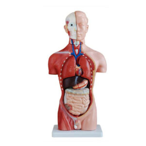 42CM Male Torso 13 Parts, XC-202A, ESMC, Xinch, China