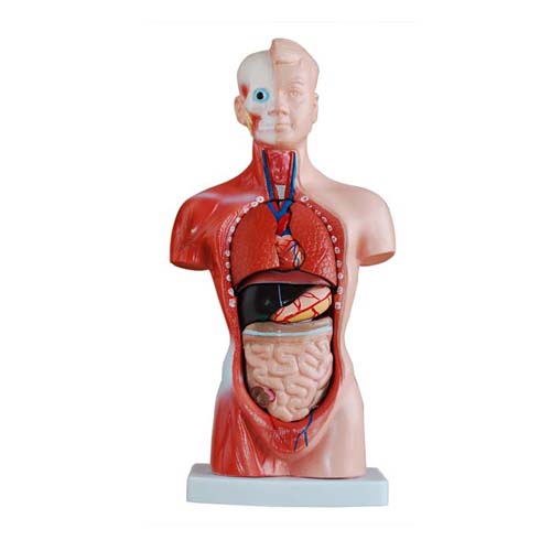 26CM Torso 15 Parts, XC-203, ESMC, Xinch, China