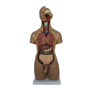 55CM Unisex Torso 20 Parts, XC-209, ESMC, Xinch, China